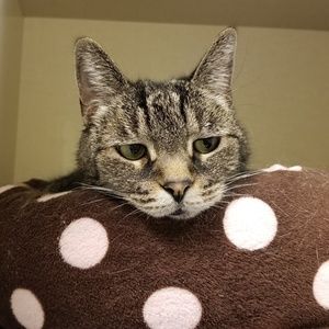 Meet your Posher, Marie